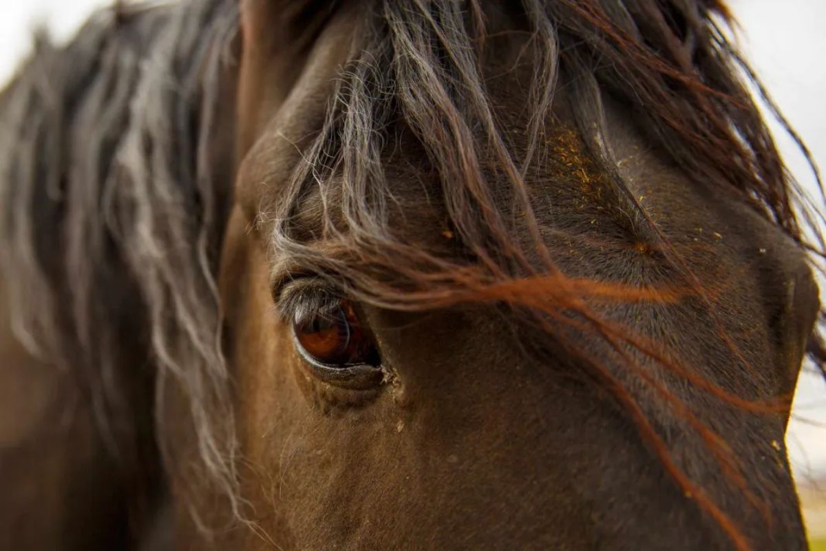 Can horses really think and feel?