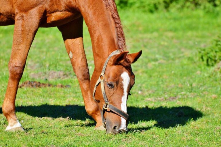5 training tips for riding the older horse