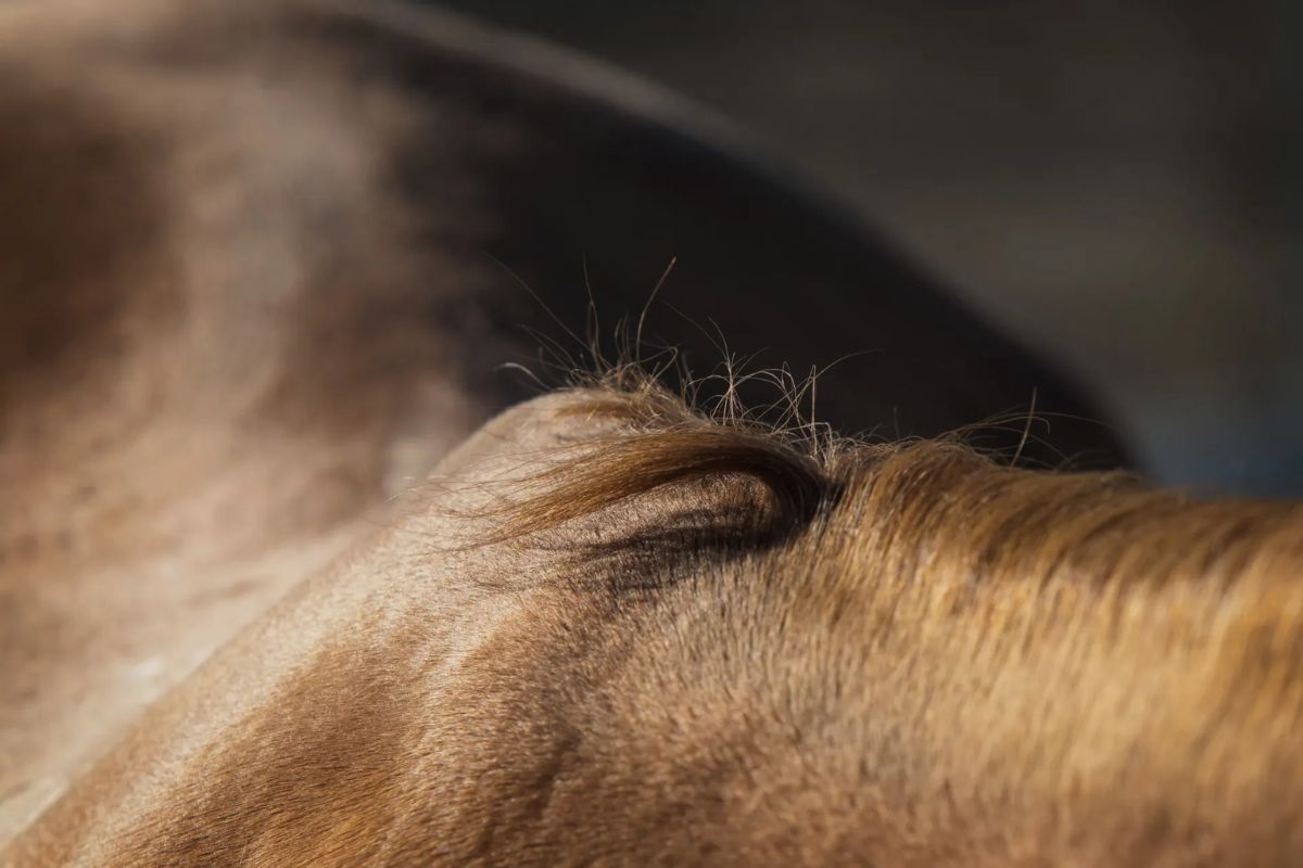 Kissing spines: Watch as a horse undergoes surgery and becomes rideable again