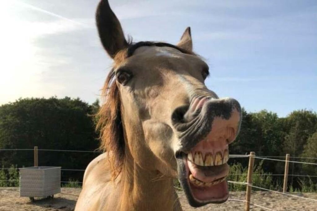  Irish is smiling