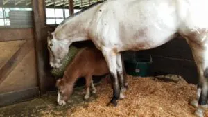 A fantastic horse life without eyes: Meet blind Endo