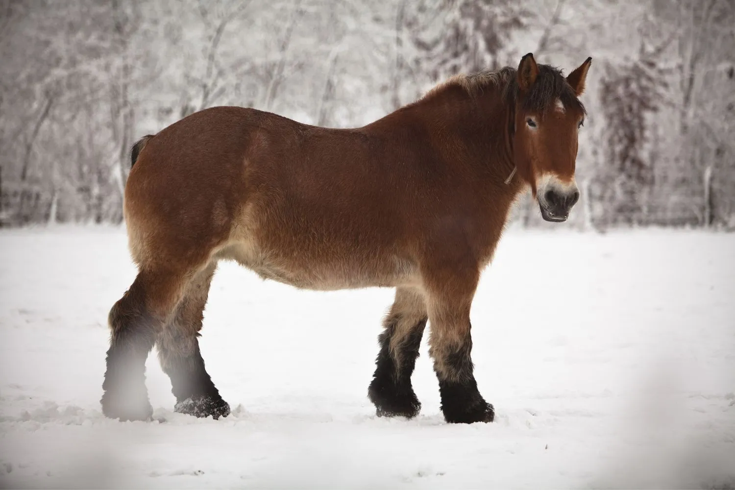Belgian draught horse: Big, bigger, strongest