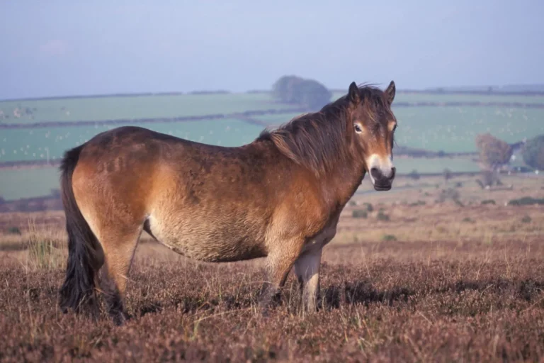 Exmoor pony: The little wild one