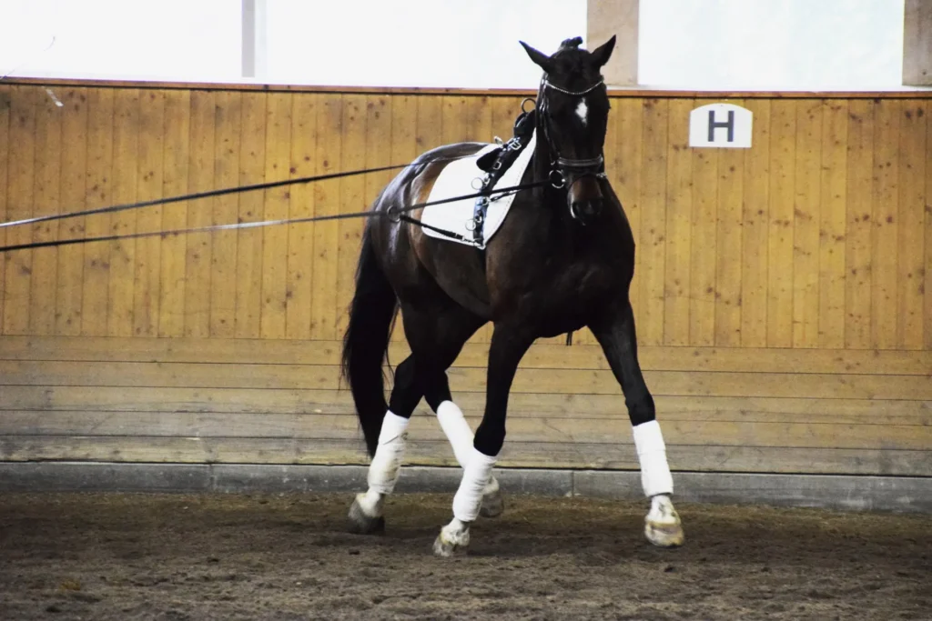 Expert: Use long lines when you want to teach your horse something new