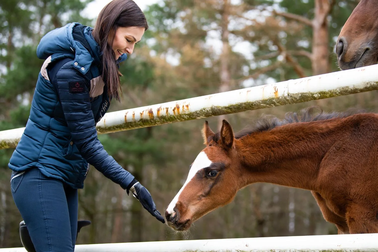 The joys and challenges of the newborn foal