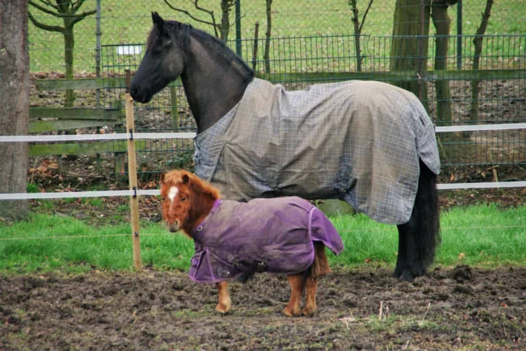 Spring: When should the horse's rug be removed?