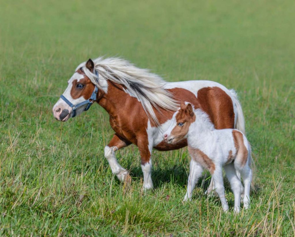 A foal and its mother