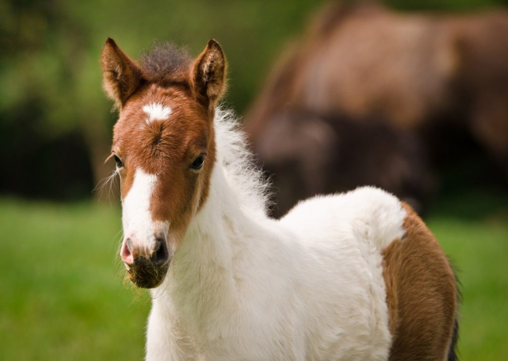 foal with white markings 