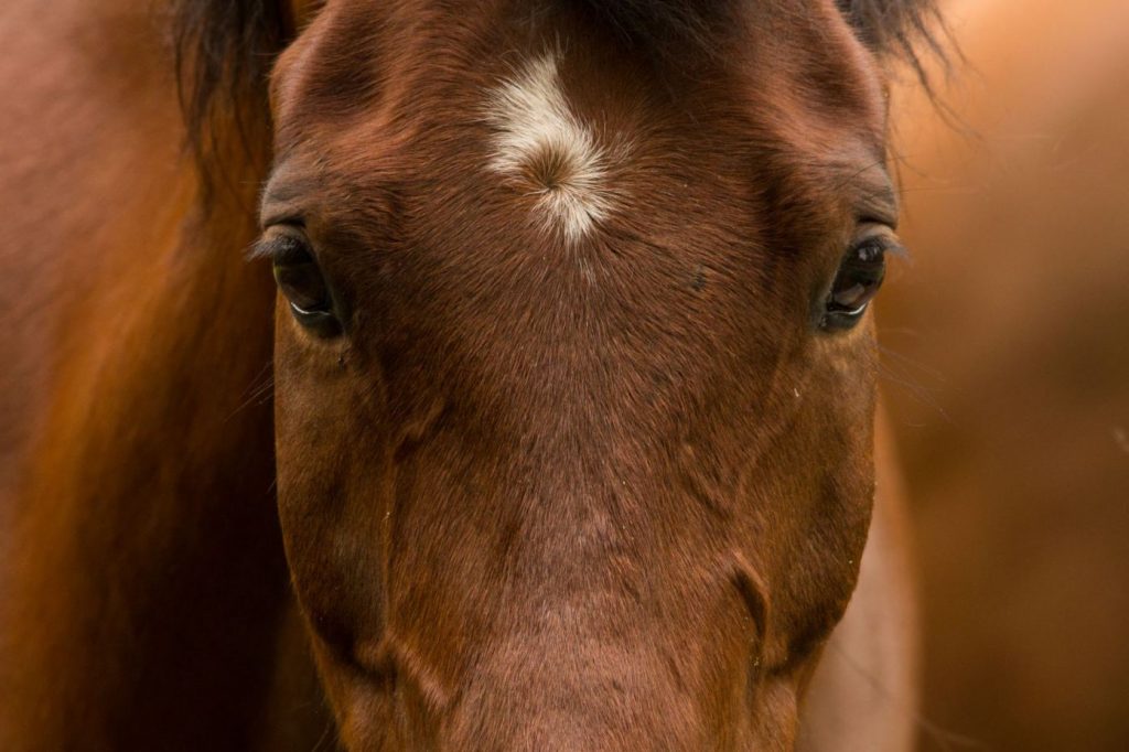 horses with white markings