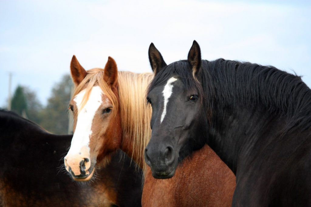 Horses with wide blaze