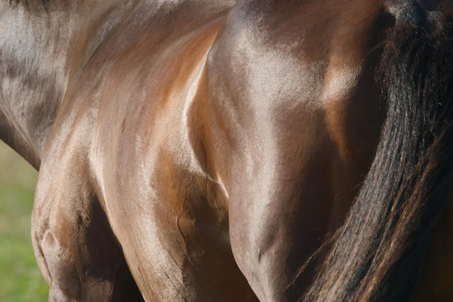 3 common skin conditions in your horse – how to treat them