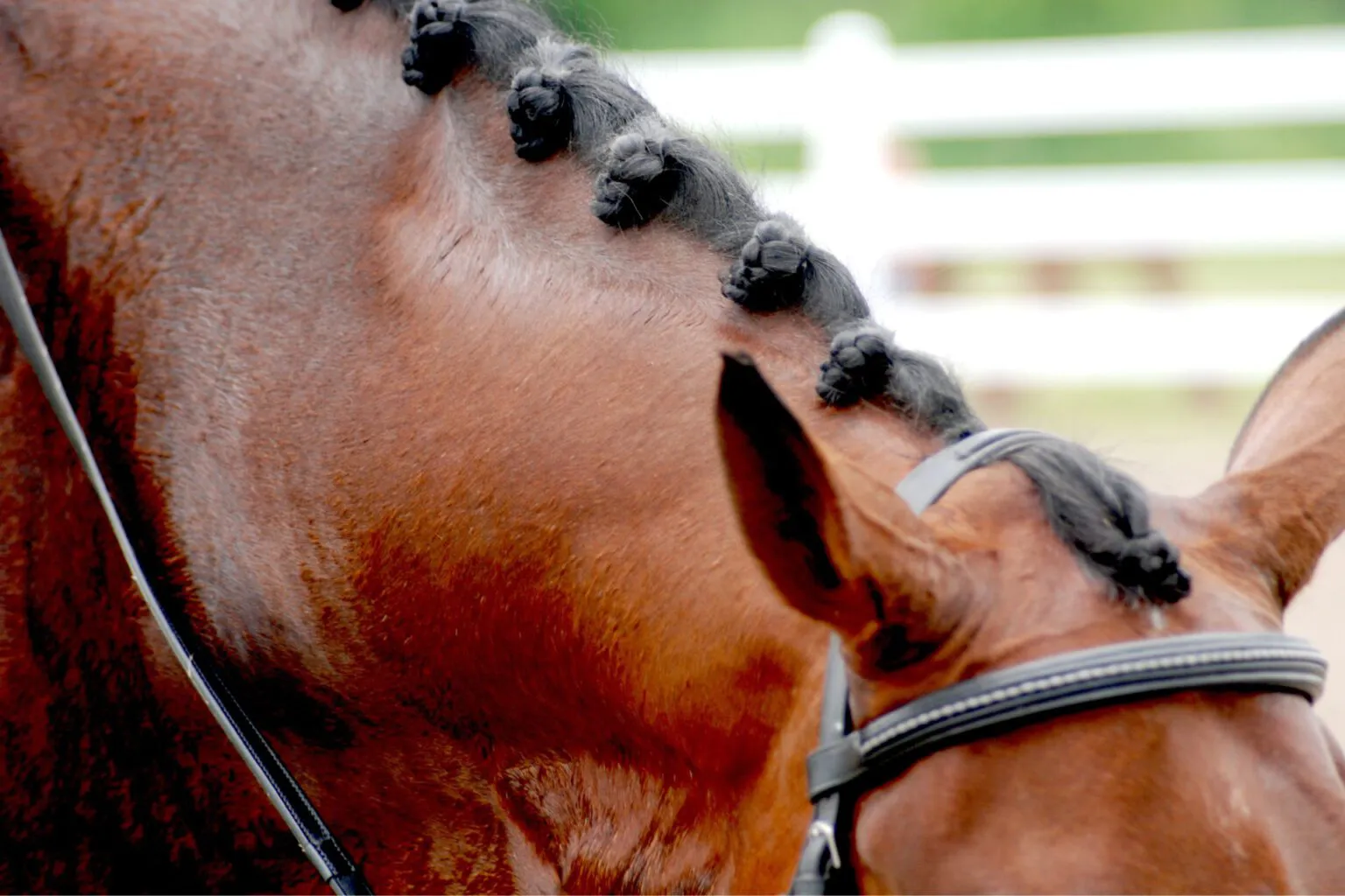 Basic riding: Teach your horse to use its topline correctly