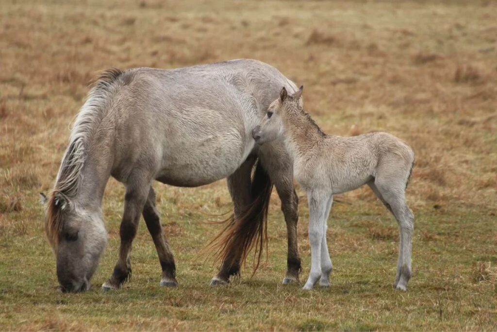 Konik: Small horse in Polish
