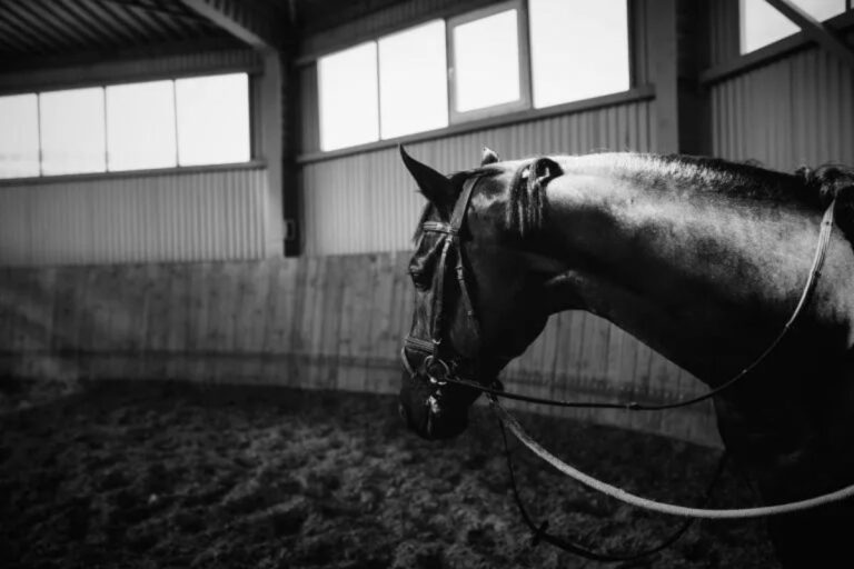Veterinarian: Three things make for durable horses