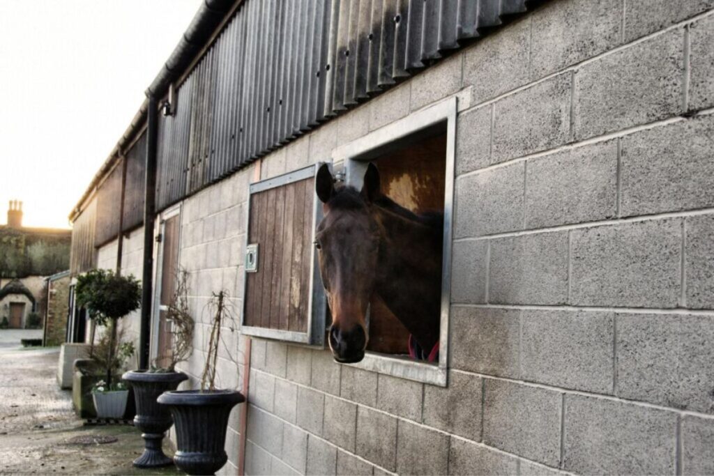 What importance does stable design have for a horse's welfare?