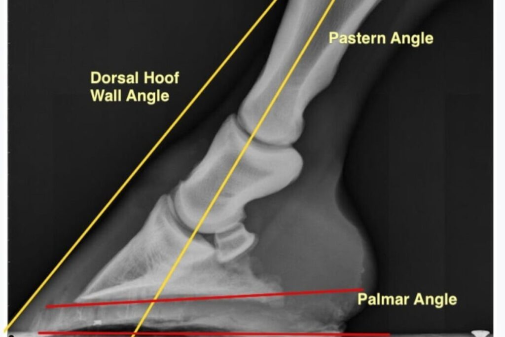 X-ray of a front hoof