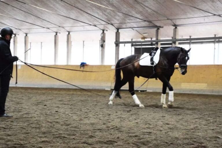 Expert: Use long lines when you want to teach your horse something new