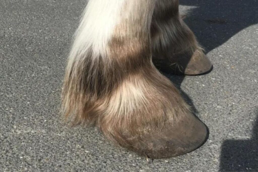 Laminitis: Is it only the overweight horse at risk?