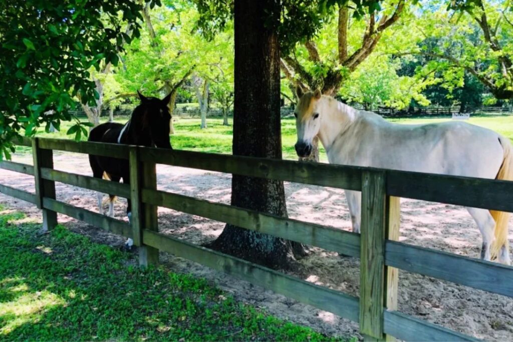 Do horses prefer the shade in warm weather? Researchers have looked into the matter