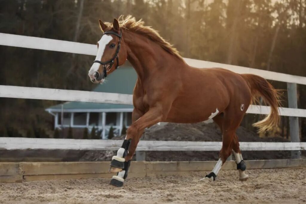 Your horse's diaphragm: Can your horse become winded?