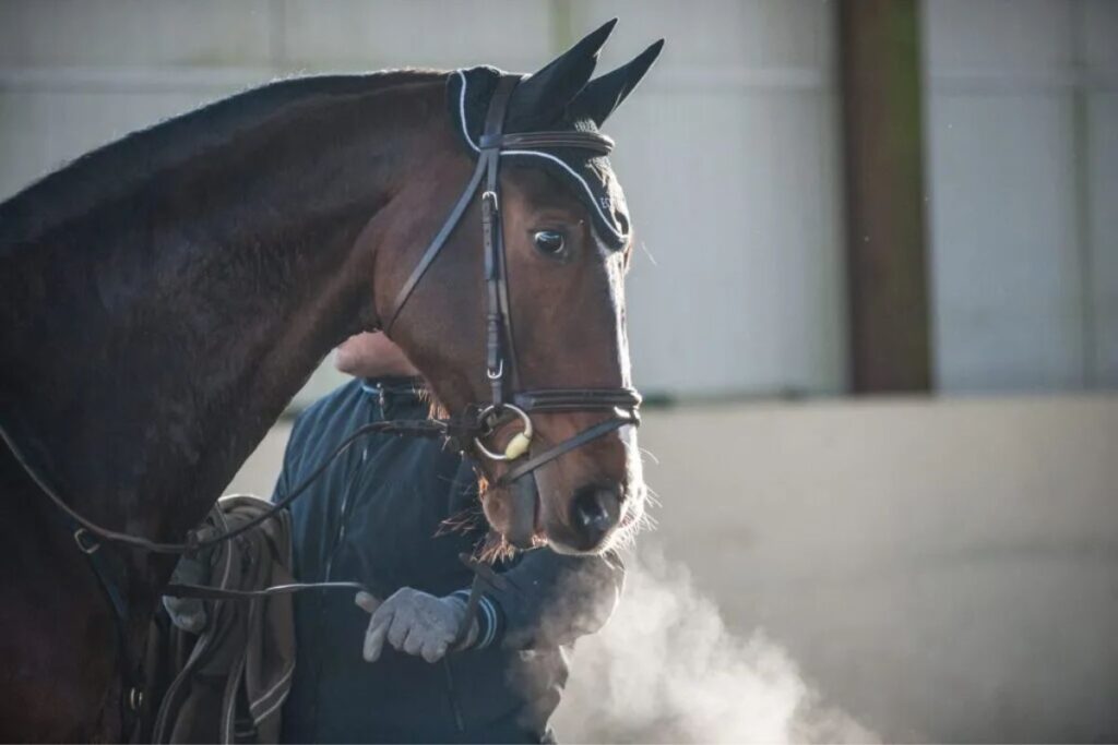 Your horse's diaphragm: Can your horse become winded?