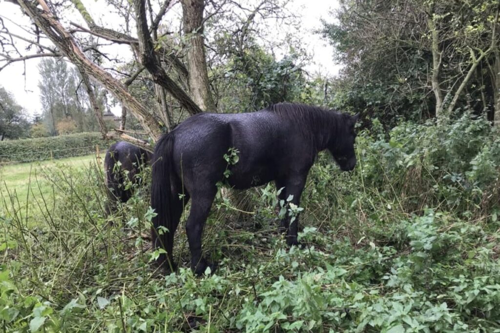 Give the horses an interesting paddock