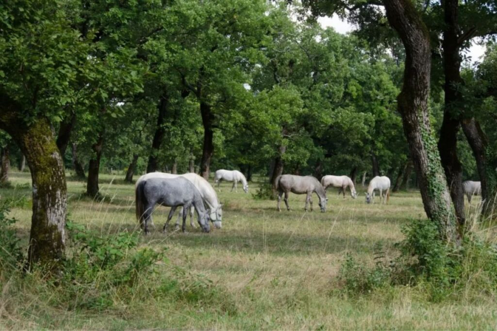 Lipizzaner: The class darling