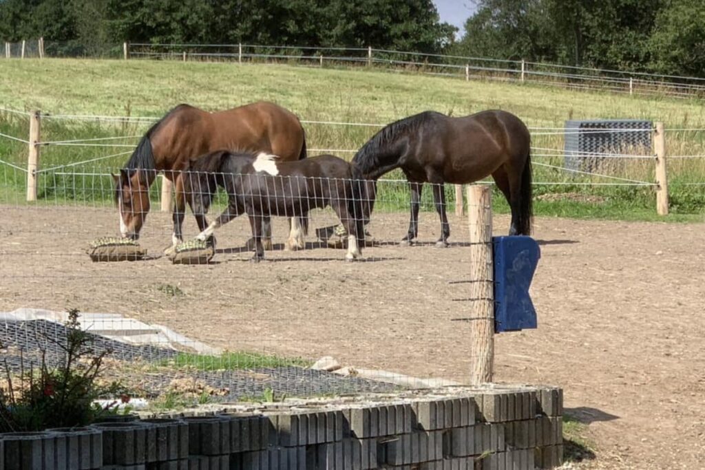 Give the horses an interesting paddock