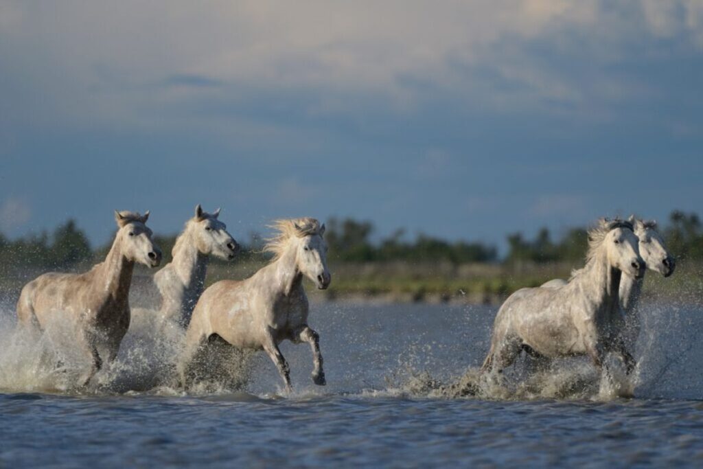 camargue hesten i vand 
