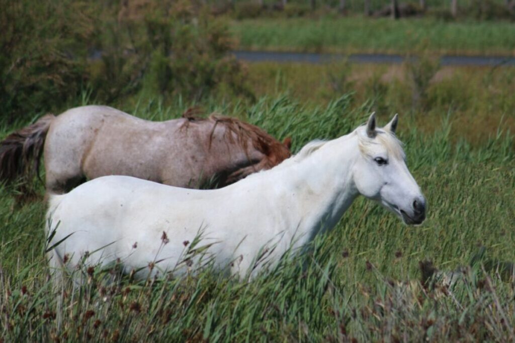 camargue hvid og brun 