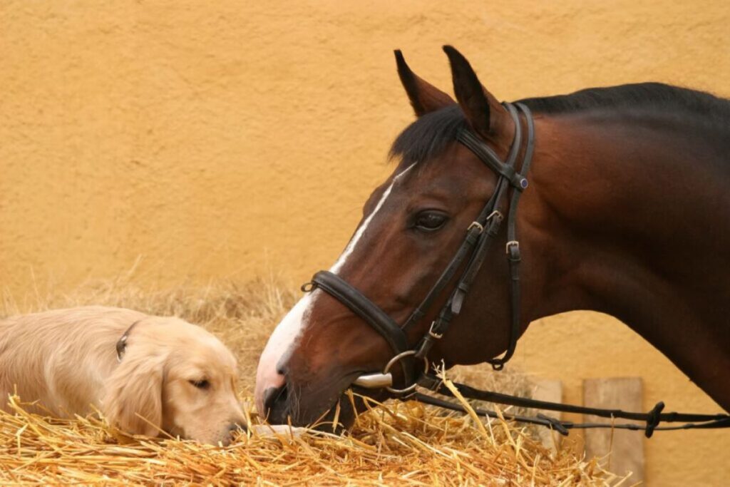 dogs in the stable