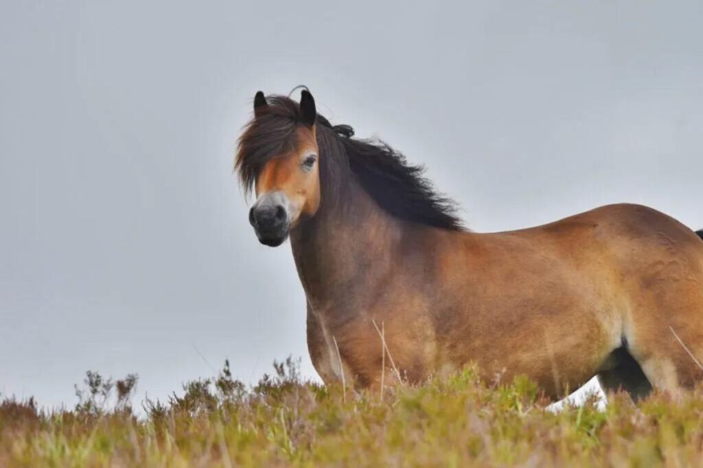 exmoor 1024x684 1