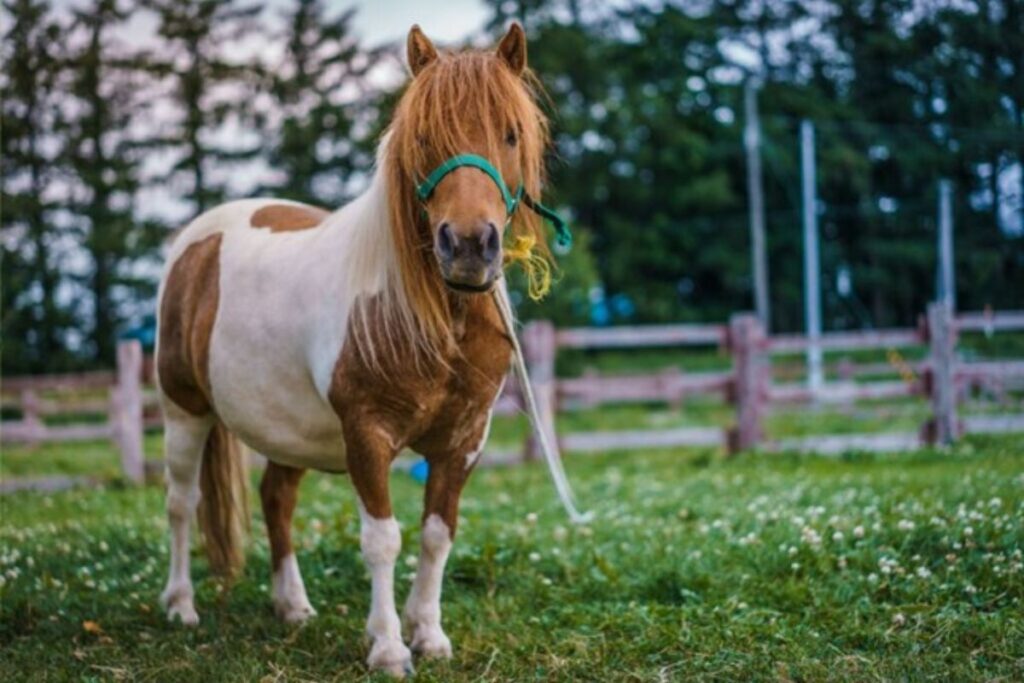 shetland´s ponies