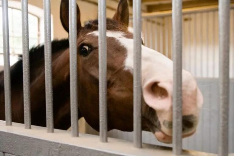 Your Horse is Not “Just a Stable Pig”