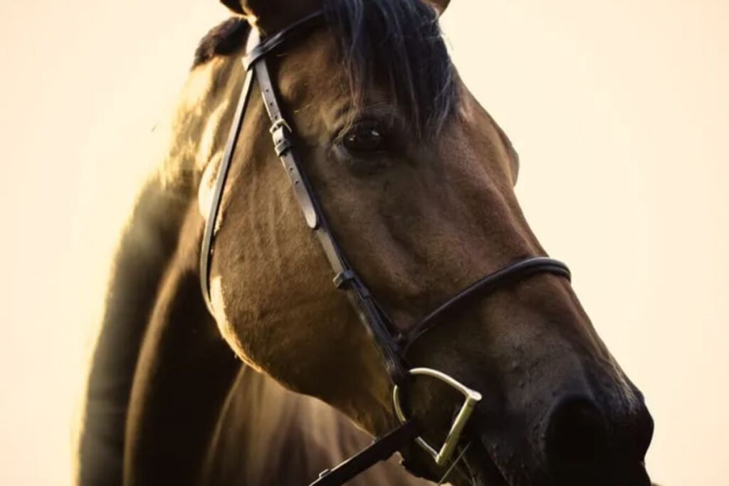 Recognising the signals of horses in stressful situations