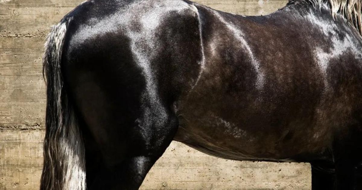 Back pain is a well-known problem in many horses. Photo: Canva Pro