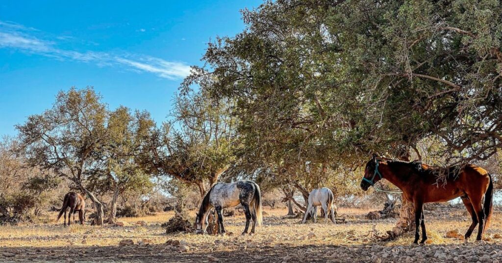 discover the best horseback riding experiences in morocco (2)
