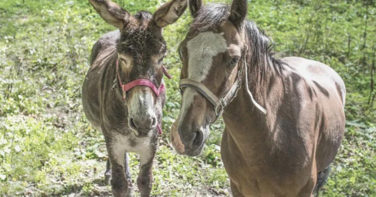 The study shows that horses can differentiate between horses and donkeys. Photo: Archive