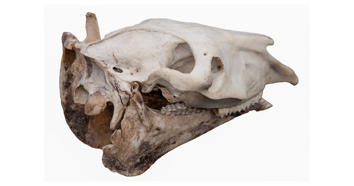 horse skull