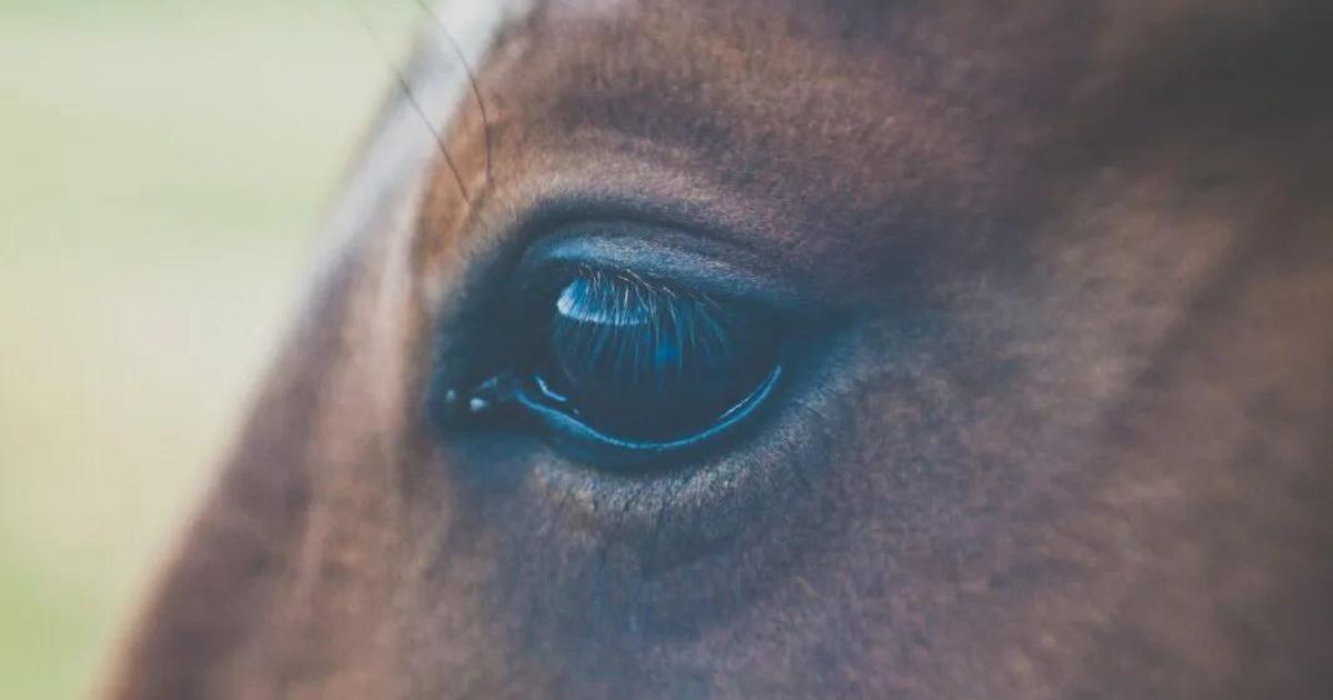 horses perceive it as something positive when we talk baby talk to them.
