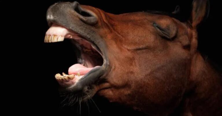 the horse's jaw can affect a large part of its body. photo archive.