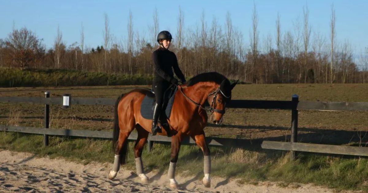 The perfect halt – A guide for all riding levels | Malgré Tout Media