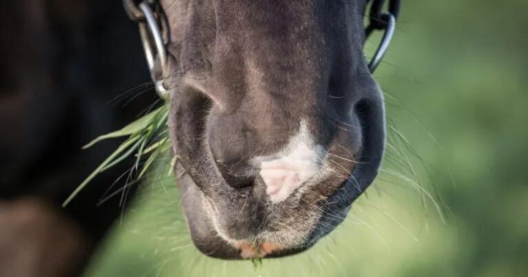 horse eating grass with a bit in its mouth. photo archive.