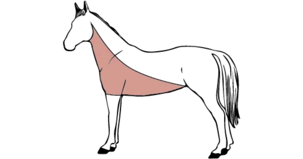 How do you clip your horse? Malgré Tout Media