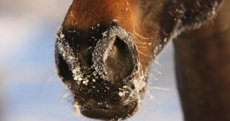 it's inevitable challenges of keeping horses in frosty weather what you need to be aware of when managing horses in frosty conditions is detailed below. photo canva pro (1)
