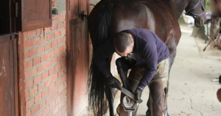 do you use a farrier or a hoof trimmer photo archive