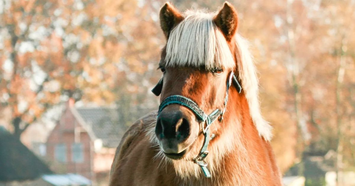 Guide Helping your horse separation anxiety Malgré Tout Media