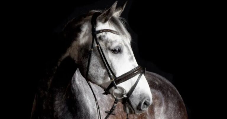 the primary function of the noseband is to ensure that the horse does not put its tongue over the bit and to maintain calmness. photo archive.