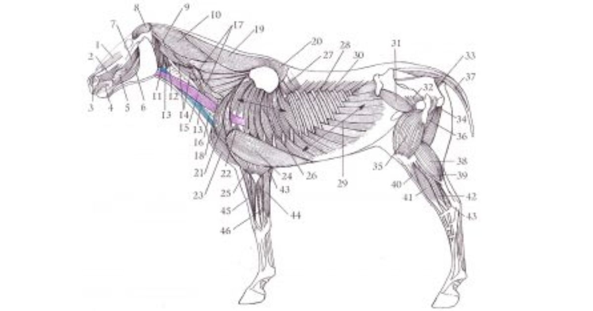 this sketch of the horse's deep musculature is from the book the horse anatomy workbook, by maggie raynor.