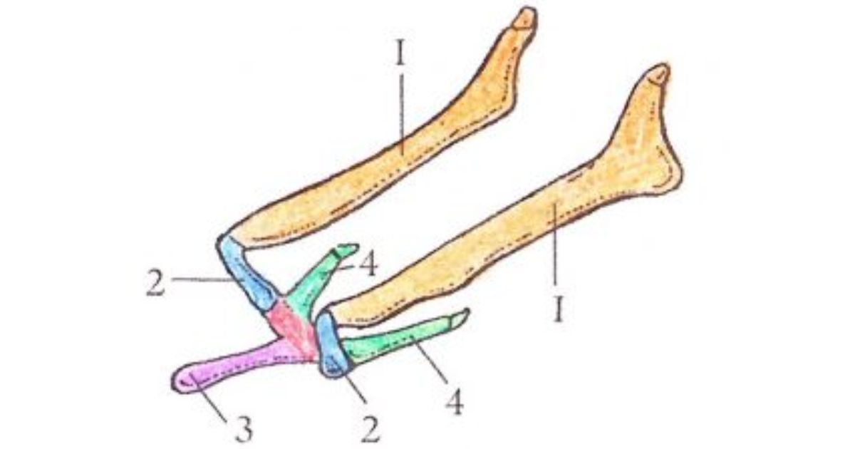 this sketch of the horse's hyoid bone is from the book the horse anatomy workbook, by maggie raynor.
